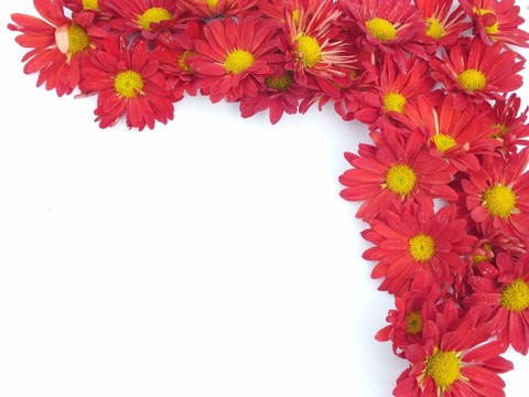 菊花圖片