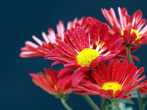 菊花圖片