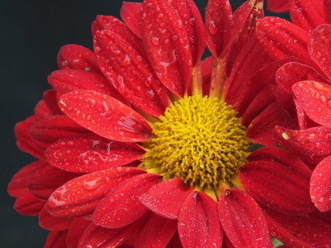 菊花圖片