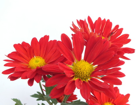 菊花圖片