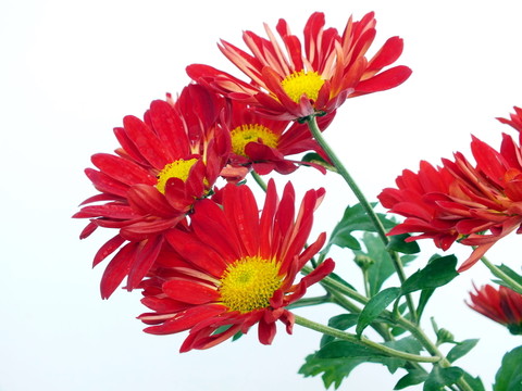 菊花圖片