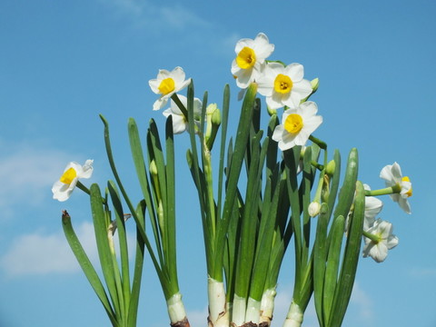 水仙花圖片