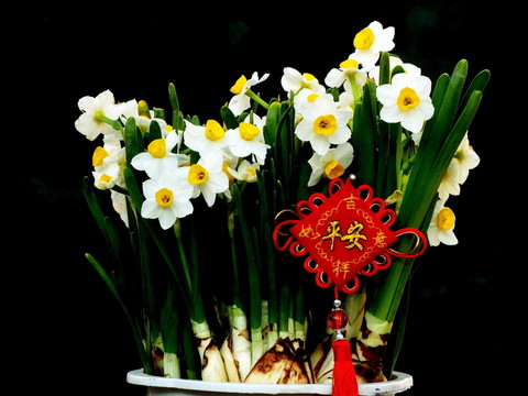 水仙花圖片