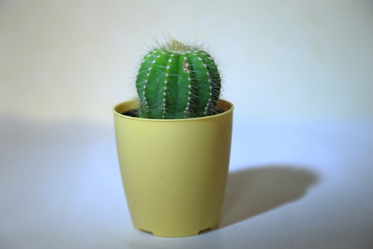仙人掌