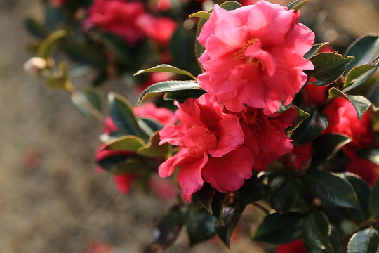 紅色茶花