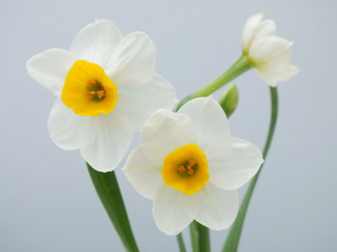 水仙花圖片