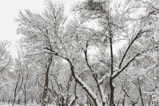 冬雪