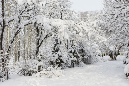 冬雪