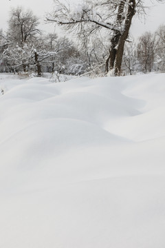 樹林