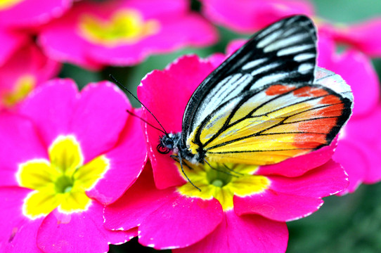 蝶戀花