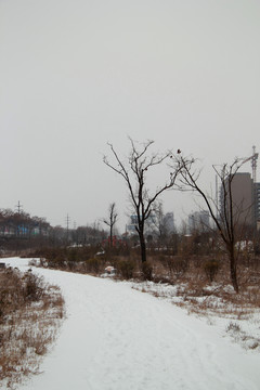 雪景
