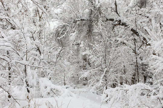冬雪