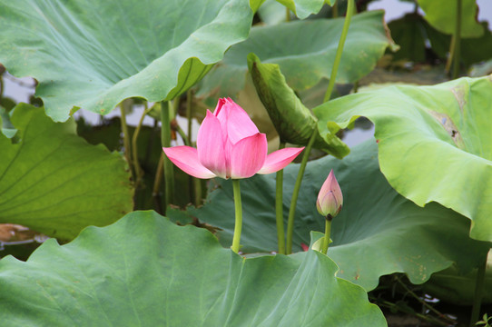 荷花