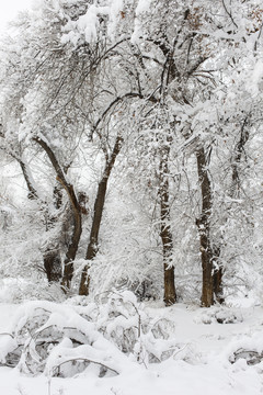 樹林