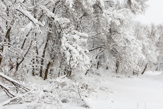 冬雪