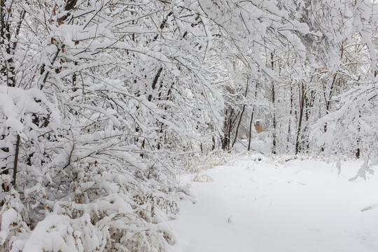 冬雪
