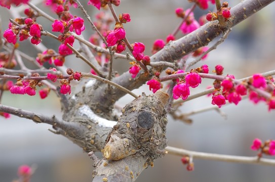 梅花綻放  梅花枝