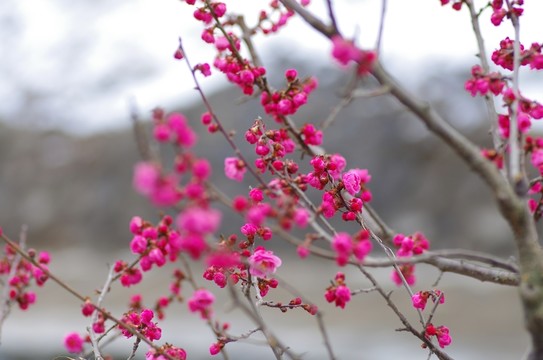 梅花  水平構(gòu)圖