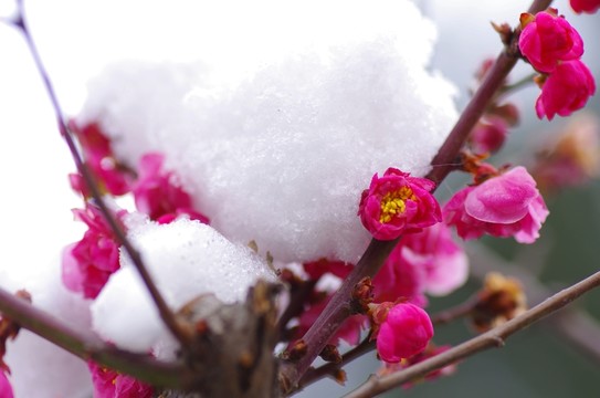 梅花在雪中綻放  水平構(gòu)圖