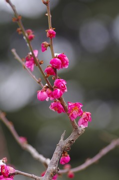 梅花