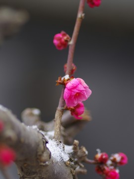 梅花在雪中綻放