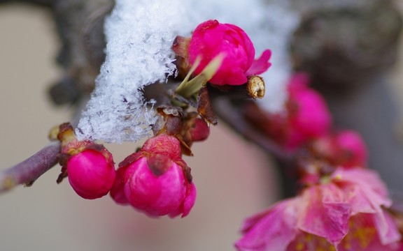 梅花在雪中綻放