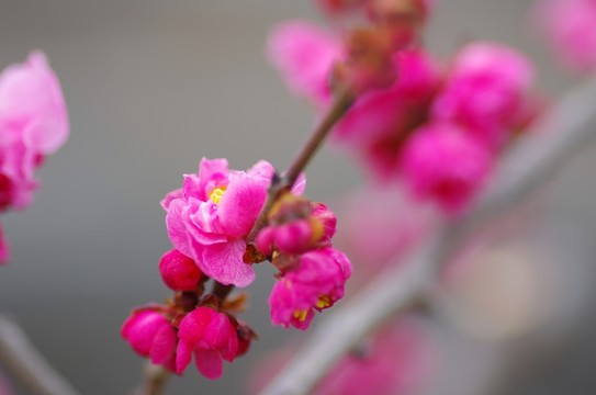 梅花