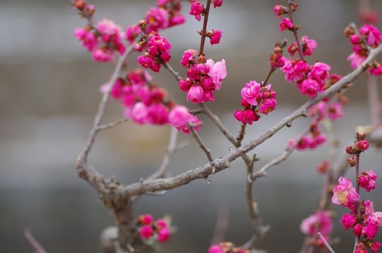 梅花