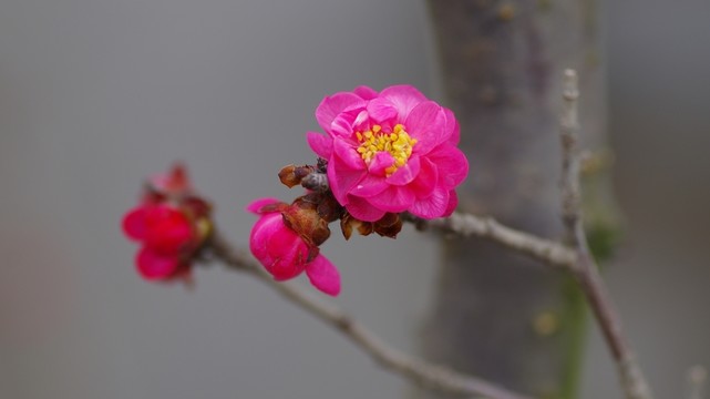 梅花