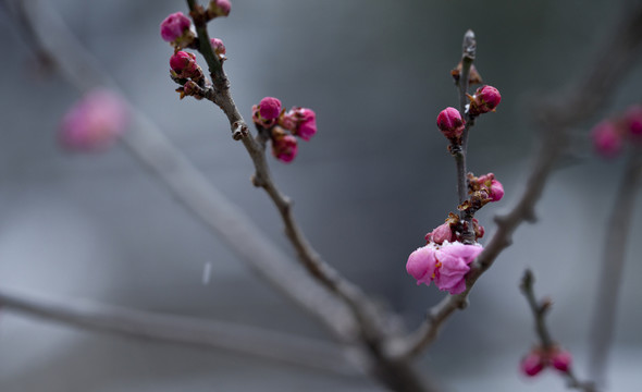 紅梅花開