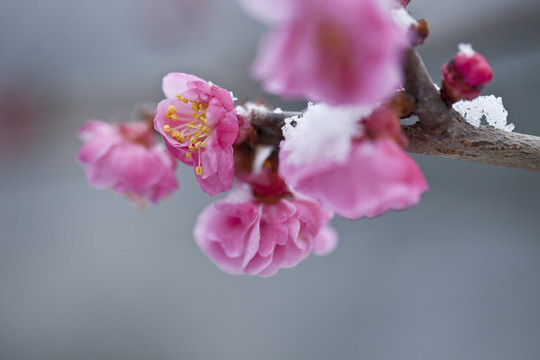 紅梅花開(kāi)