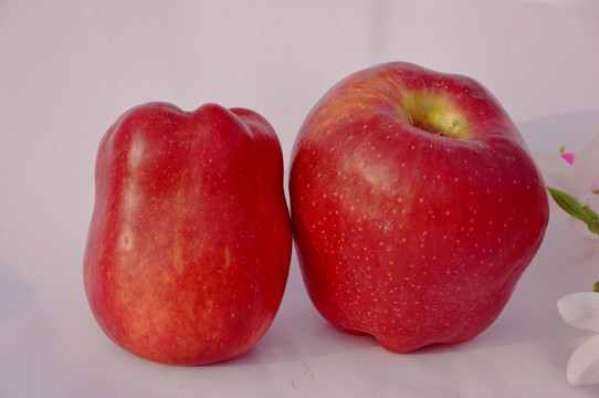 蘋(píng)果