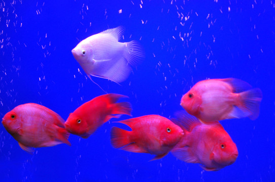 熱帶魚