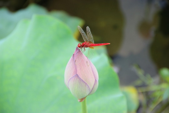 荷花與蜻蜓