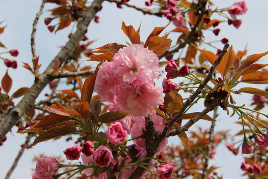櫻花