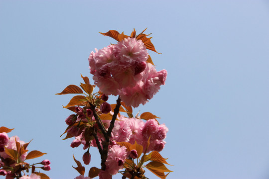 櫻花