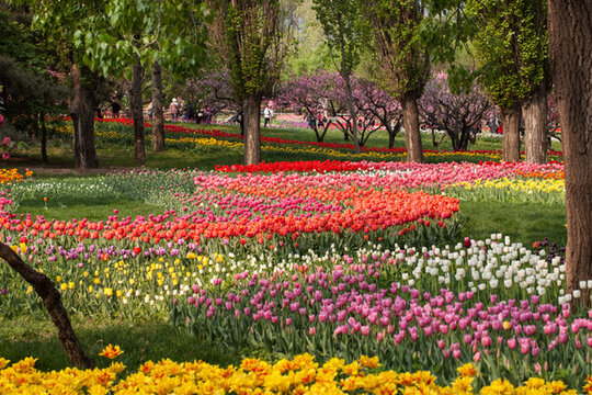 郁金香花園