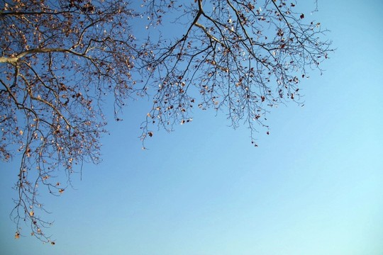 冬天的梧桐樹