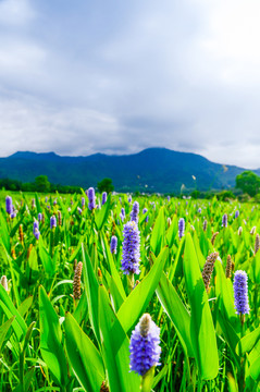 薰衣草林