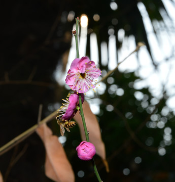 蜜蜂