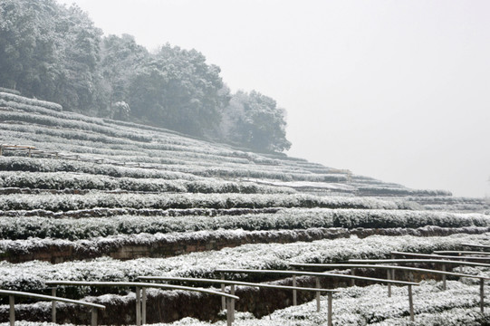 雪地茶地