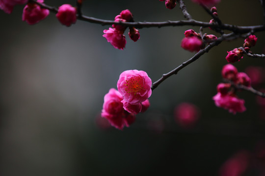 紅梅
