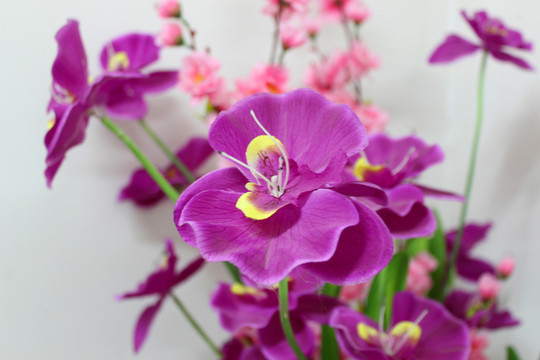 桃花
