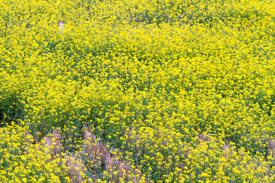 油菜花田