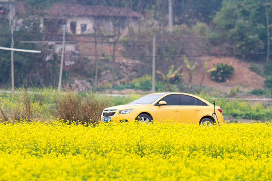 汽車與油菜花