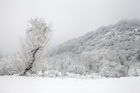 雪景