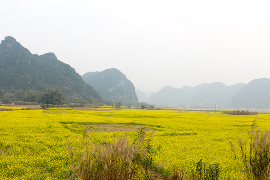 上林風(fēng)光之油菜花田