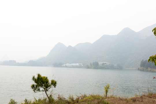 湖邊的樹(shù)