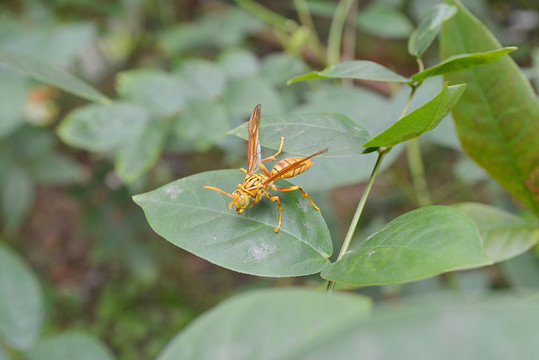 馬蜂 黃蜂