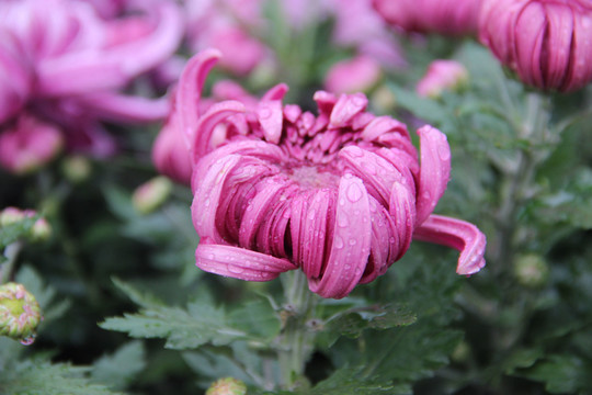 菊花